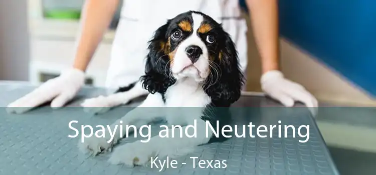 Spaying and Neutering Kyle - Texas